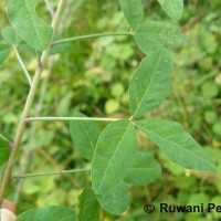 Crotalaria laburnifolia L.